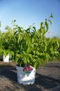 Heptacodium miconioides Proven Winners® TEMPLE OF BLOOM (PBR) cont. 10L deco 80-100 cm +p