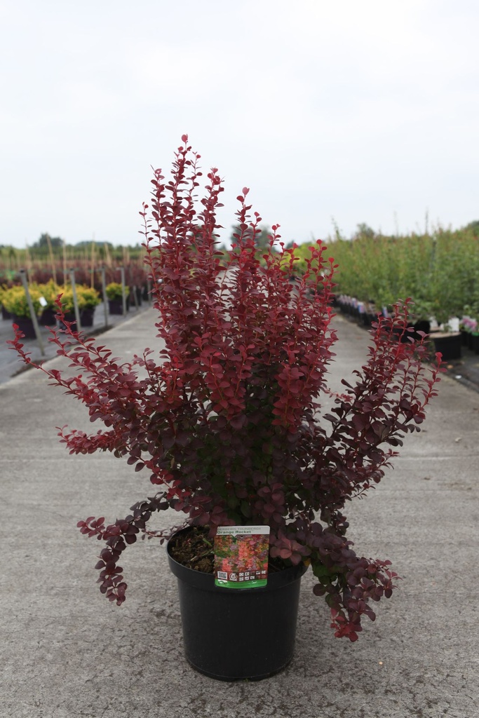 Berberis thunbergii 'Orange Rocket' (PBR) cont. 10L 50-60 cm +ф