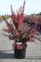 Berberis thunbergii 'Orange Rocket' (PBR) cont. 10L 50-60 cm +f