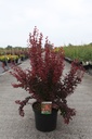 Berberis thunbergii 'Orange Rocket' (PBR) cont. 10L 50-60 cm +p