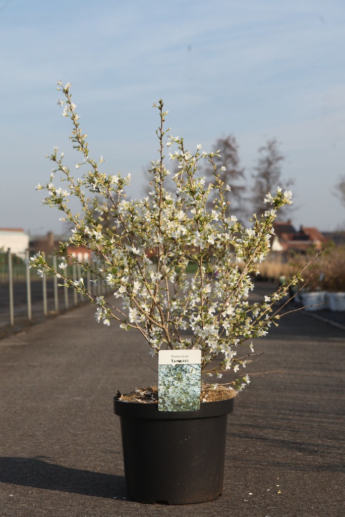 Prunus incisa 'Yamadei' cont. 10L 60/+ cm +ф