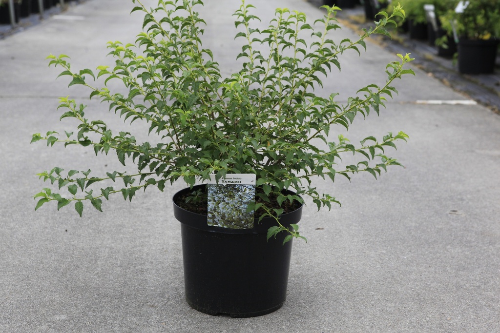 [P] Prunus incisa 'Yamadei' cont. 10L 60/+ cm +p