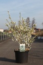 Prunus incisa 'Yamadei' cont. 10L 60/+ cm +ф