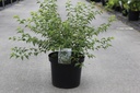 Prunus incisa 'Yamadei' cont. 10L 60/+ cm +ф