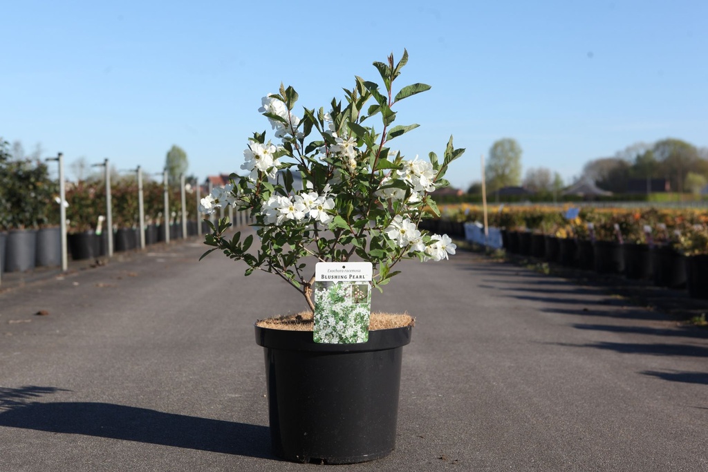 Exochorda racemosa BLUSHING PEARL (PBR) cont. 10L 50/+ cm +ф