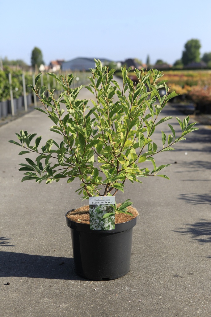 [P] Exochorda racemosa BLUSHING PEARL (PBR) cont. 10L 50/+ cm +B