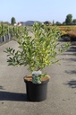 Exochorda racemosa BLUSHING PEARL (PBR) cont. 10L 50/+ cm +ф