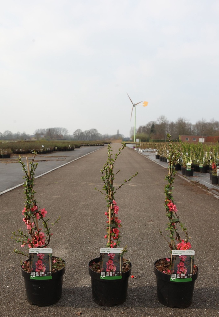 Chaenomeles superba 'Pink Lady' cont. 3,6L 40/+ cm with cane +p