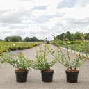 Chaenomeles superba 'Pink Lady' cont. 3,6L 40/+ cm mit Stock +B