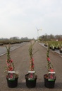 Chaenomeles superba 'Pink Lady' cont. 3,6L 40/+ cm with cane +p