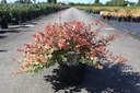 Abelia grandiflora TRICOLOR CHARM (PBR) cont. 10L 40-50 cm +p