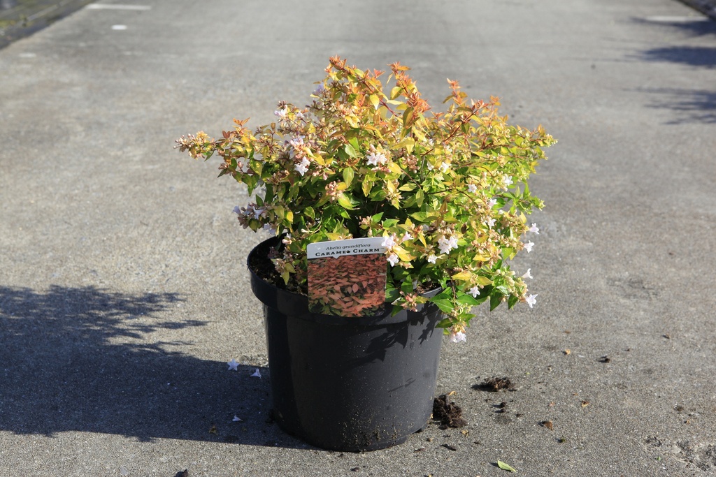 [P] Abelia grandiflora CARAMEL CHARM (PBR) cont. 10L 40-50 cm +ф