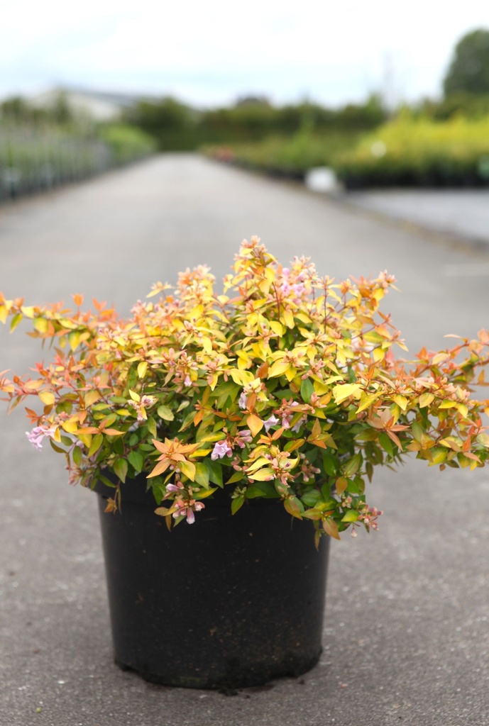 [P] Abelia grandiflora CARAMEL CHARM (PBR) cont. 10L 40-50 cm +ф