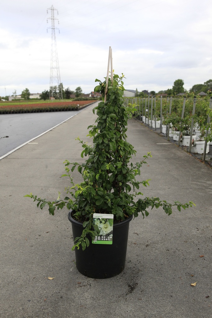 [P] Chaenomeles speciosa 'Yukigoten' cont. 18L 125/+ cm +f