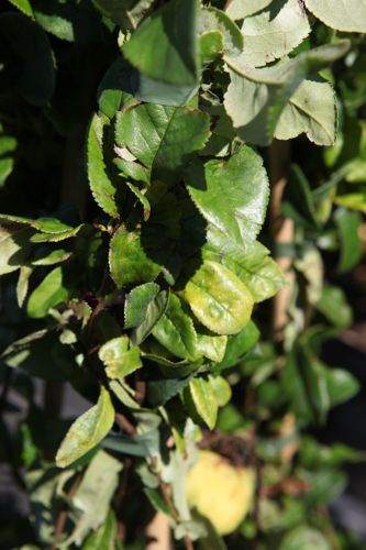 [P] Chaenomeles speciosa 'Yukigoten' cont. 18L 125/+ cm +p