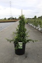 Chaenomeles speciosa 'Yukigoten' cont. 18L 125/+ cm +p