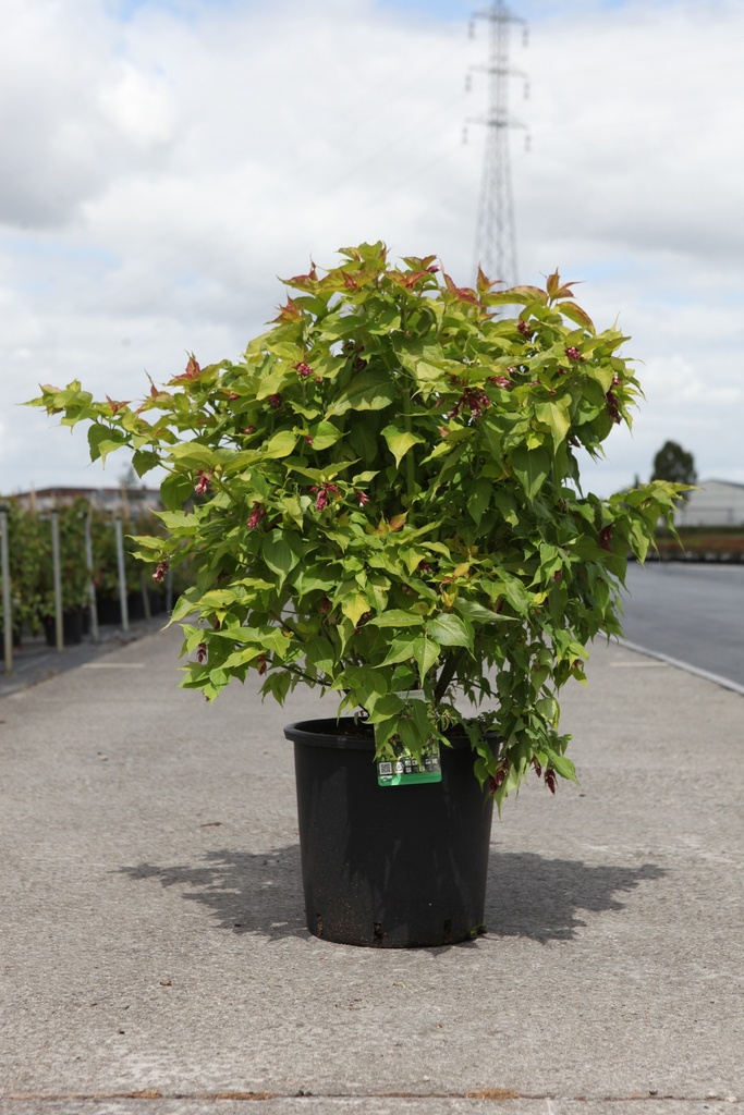 Leycesteria formosa GOLDEN LANTERNS (PBR) cont. 25L 100/+ cm +p