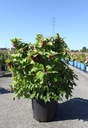 Leycesteria formosa GOLDEN LANTERNS (PBR) cont. 25L 100/+ cm +p