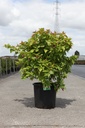 Leycesteria formosa GOLDEN LANTERNS (PBR) cont. 25L 100/+ cm +p