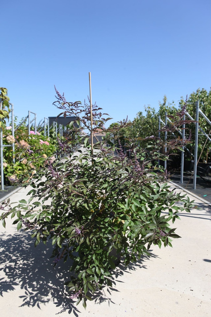 [P] Vitex agnus-castus First Editions® 'Flip Side®' cont. 25L 100-125 cm +f