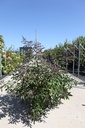Vitex agnus-castus First Editions® 'Flip Side®' cont. 25L 100-125 cm +f