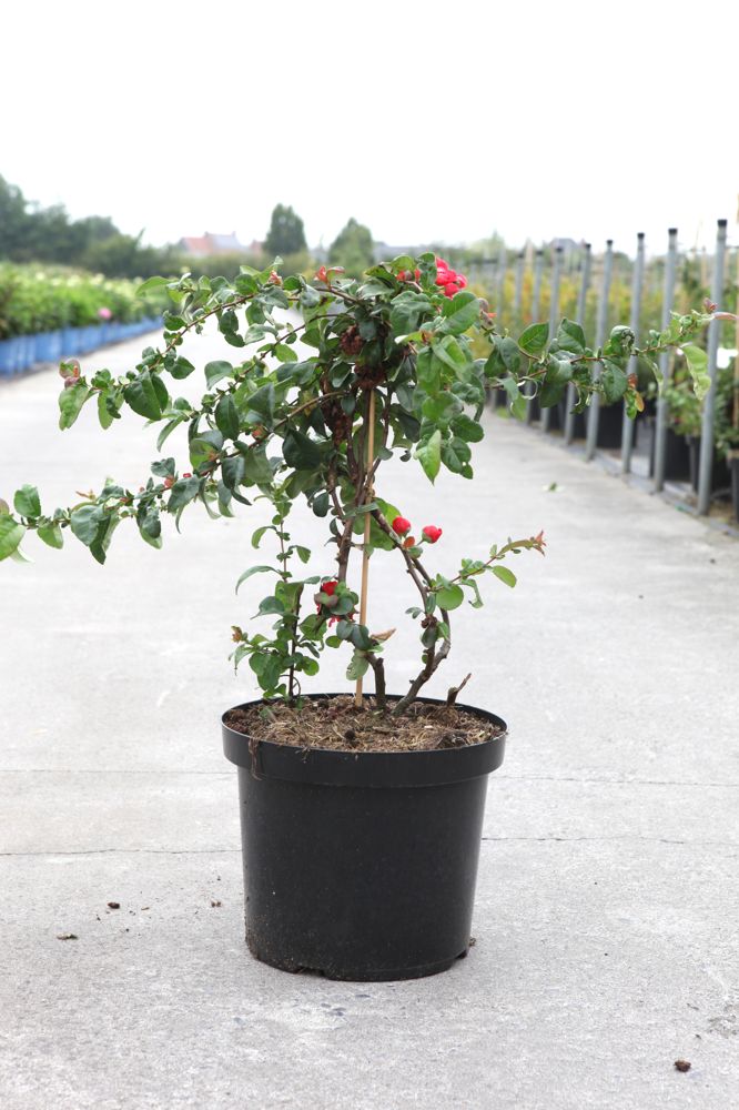 Chaenomeles speciosa Proven Winners® 'Pink Storm' (PBR) cont. 10L déco 80/+ cm pyramide +p