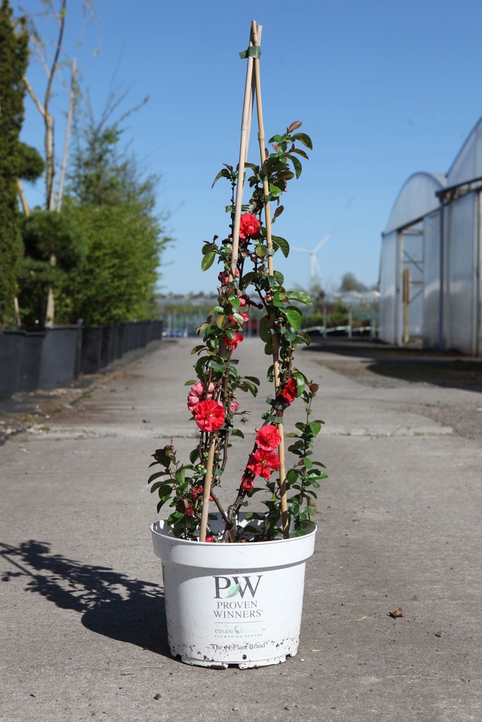 [P] Chaenomeles speciosa Proven Winners® 'Pink Storm' (PBR) cont. 10L déco 80/+ cm pyramide +p