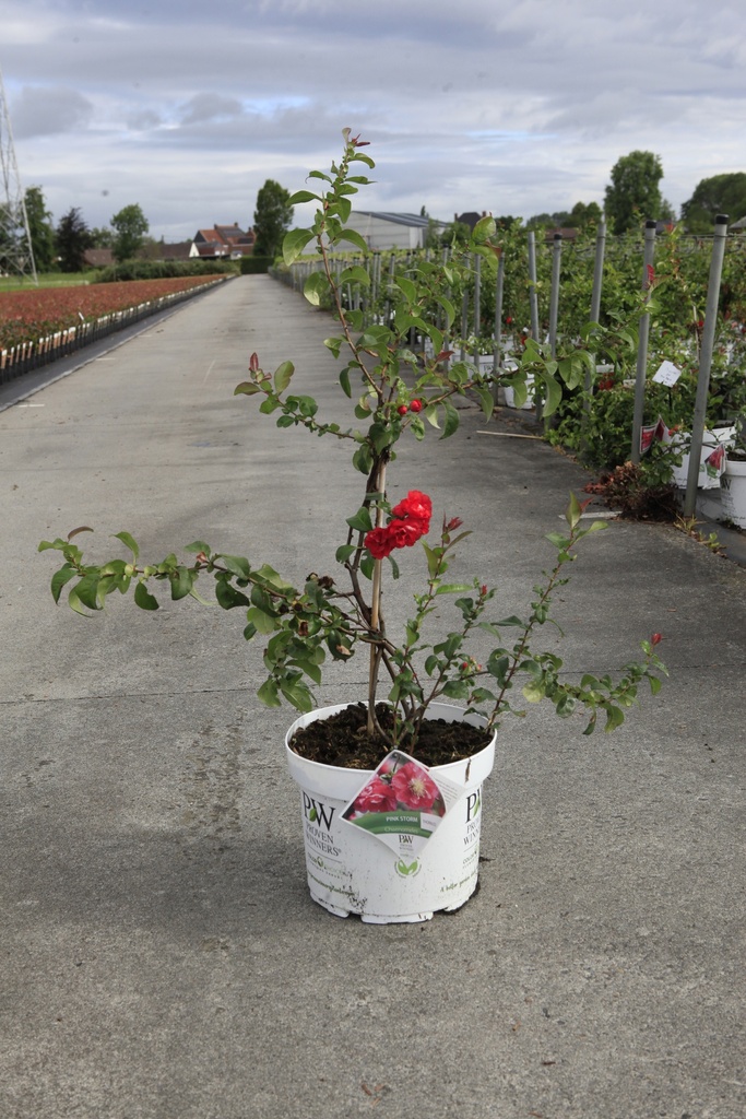 [P] Chaenomeles speciosa Proven Winners® 'Pink Storm' (PBR) cont. 10L deco 80/+ cm pyramid +p