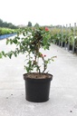 Chaenomeles speciosa Proven Winners® 'Pink Storm' (PBR) cont. 10L déco 80/+ cm pyramide +p