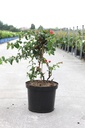 Chaenomeles speciosa Proven Winners® 'Pink Storm' (PBR) cont. 10L deco 80/+ cm Pyramide +B