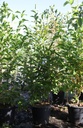 Magnolia 'Wada's Memory' cont. 35L 100-125 cm +ф