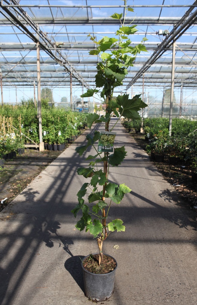 Vitis 'Arkadia' cont. 9L high 150/+ cm grafted (white) +ф