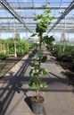 Vitis 'Arkadia' cont. 9L high 150/+ cm grafted (white) +ф