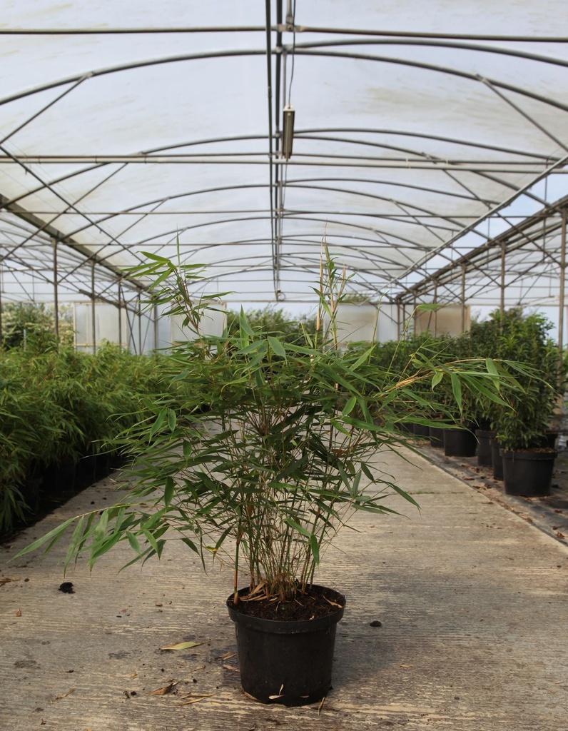 [P] Fargesia robusta 'Pingwu' cont. 5L 80-100 cm +p