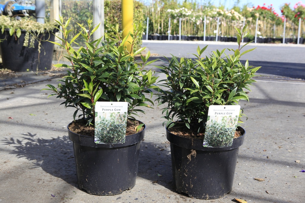 [P] Sarcococca hookeriana PURPLE GEM (PBR) cont. 7,5L 40/+ cm +f