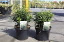 Sarcococca hookeriana PURPLE GEM (PBR) cont. 7,5L 40/+ cm +ф