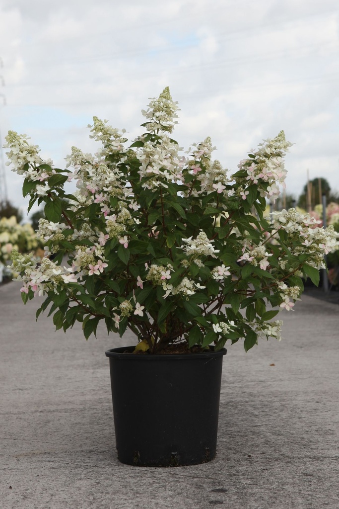 [P] Hydrangea paniculata CONFETTI (PBR) cont. 12L 60-80 cm +B