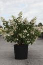 Hydrangea paniculata CONFETTI (PBR) cont. 12L 60-80 cm +ф