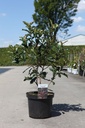 Photinia serratifolia CRUNCHY (PBR) cont. 10L 80/+ cm +f