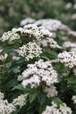 Viburnum tinus 'Eve Price' cont. 10L 50-60 cm +p