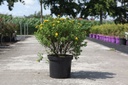Potentilla fruticosa First Editions® MANDARIN TANGO (PBR) cont. 10L 40-50 cm +ф