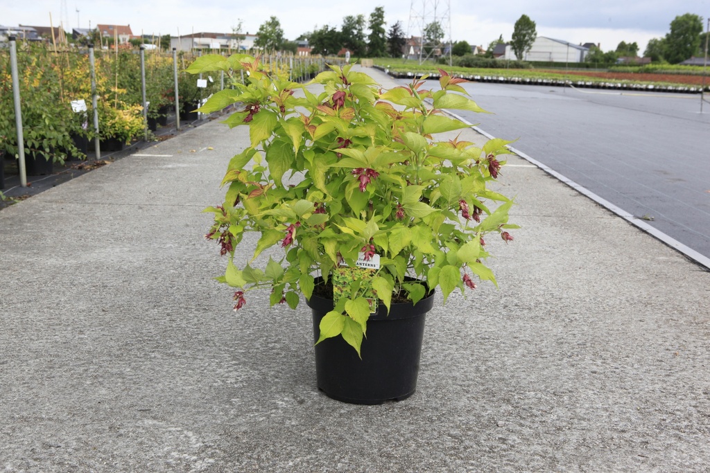 [P] Leycesteria formosa LITTLE LANTERNS (PBR) Kont. 10L 50-60 cm +B