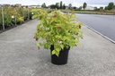 Leycesteria formosa LITTLE LANTERNS (PBR) cont. 10L 50-60 cm +ф