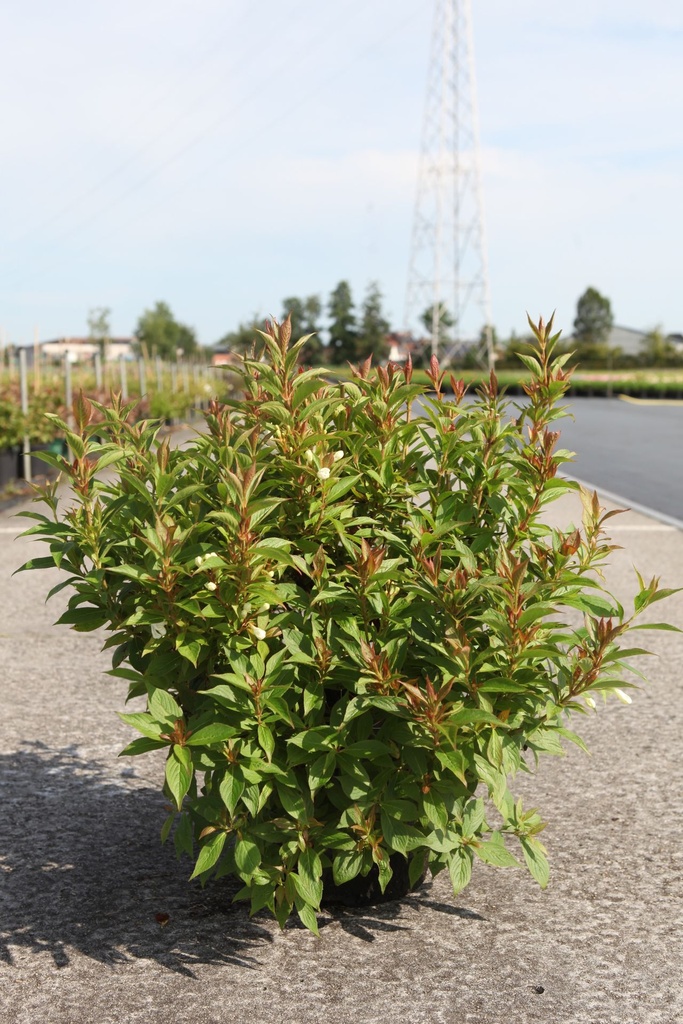 Weigela Picobella® BIANCO (PBR) cont. 10L 40/+ cm +p