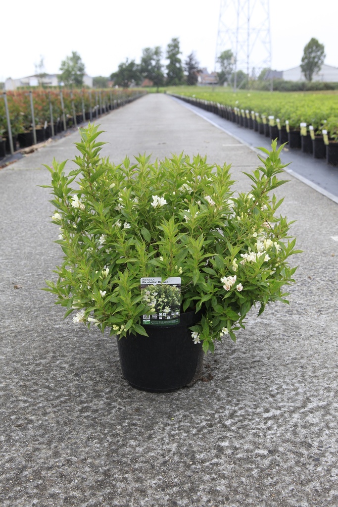 [P] Weigela Picobella® BIANCO (PBR) cont. 10L 40/+ cm +p