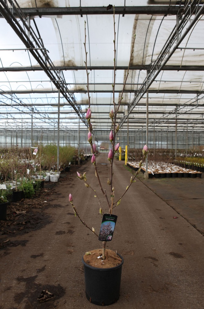 Magnolia 'Satisfaction' cont. 12L 80/+ cm +f