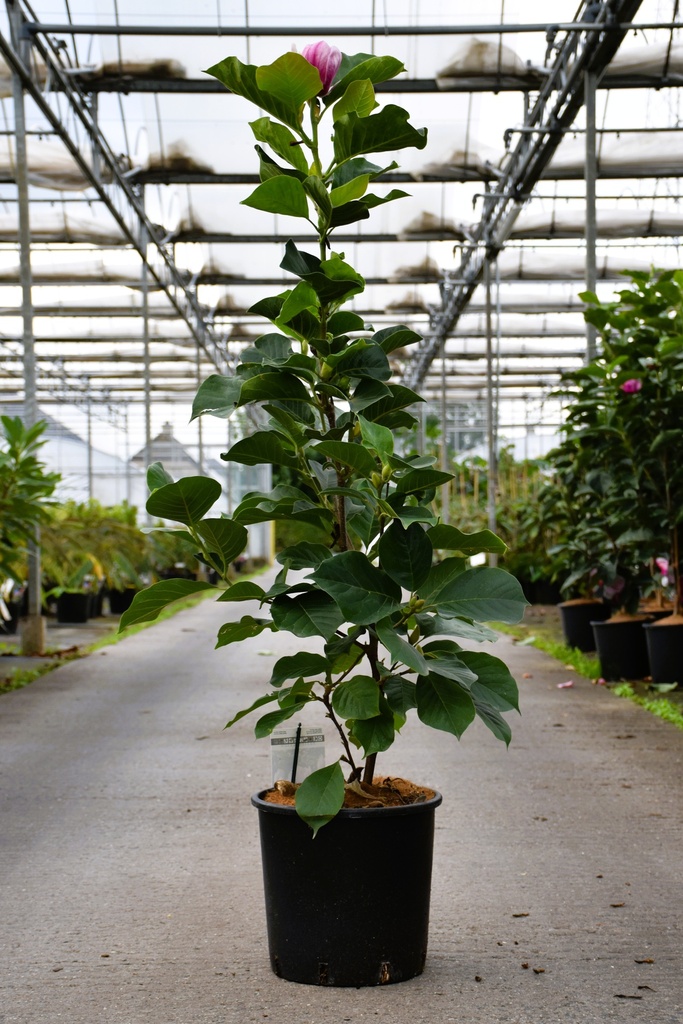 [P] Magnolia 'Satisfaction' cont. 12L 80/+ cm +p