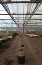 Magnolia 'Satisfaction' cont. 12L 80/+ cm +f