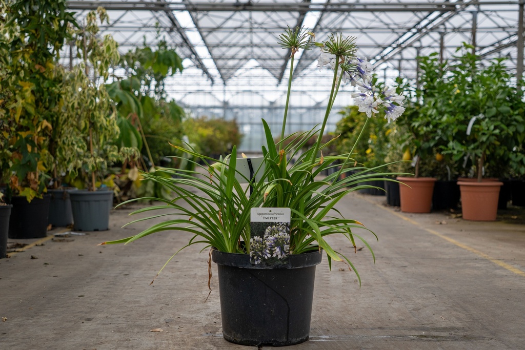 [P] Agapanthus africanus TWISTER (PBR) Kont. 10L (blau/ weiss) +B