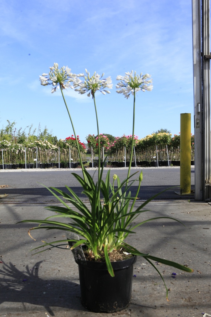 [P] Agapanthus africanus TWISTER (PBR) cont. 10L (blue) +p